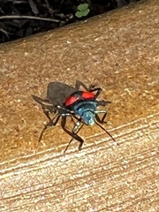 Euthyrhynchus floridanus