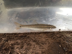 Campostoma oligolepis