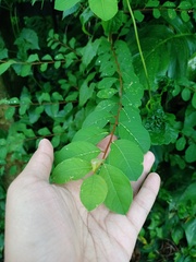 Phyllanthaceae