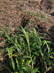 Digitaria sericea