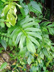 Epipremnum pinnatum