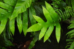 Microsorum scolopendria