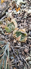 Rosularia alpestris