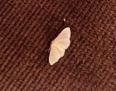 Idaea distinctaria