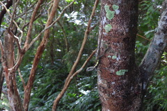 Diploderma swinhonis