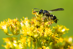 Ancistrocerus adiabatus