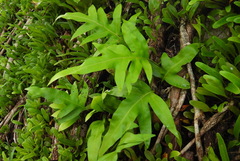 Microsorum scolopendria