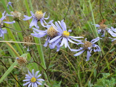 Aster