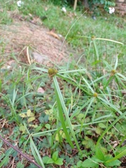 Cyperus