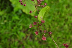 Vincetoxicum hirsutum