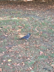 Corvus monedula