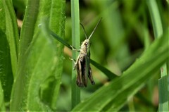 Chorthippus dorsatus