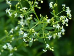 Galium album