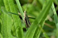 Chorthippus dorsatus
