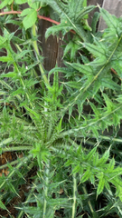 Cirsium vulgare