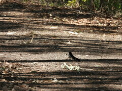 Rhipidura leucophrys