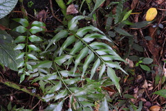 Asplenium falcatum