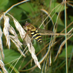 Syrphus
