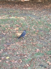 Corvus monedula