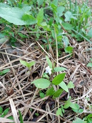 Asystasia intrusa