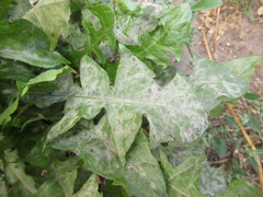 Erysiphaceae