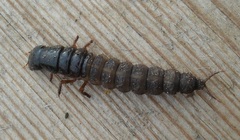 Ocypus olens