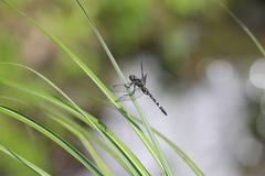 Onychothemis tonkinensis