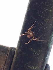 Araneus saevus