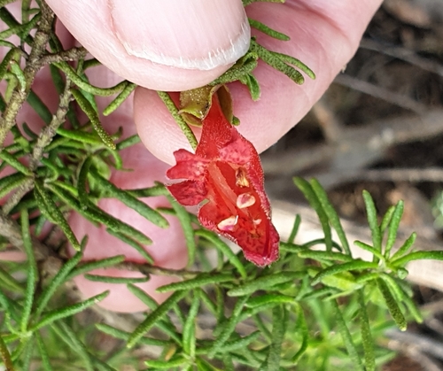 Image of Prostanthera aspalathoides by (c) Rosalie Lawrence, some rights reserved (CC BY)