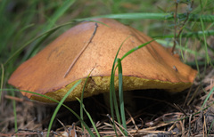Suillus