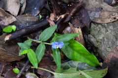 Commelina auriculata