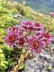 Sempervivum caucasicum