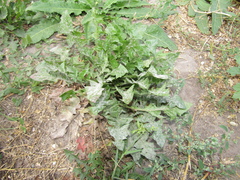 Erysiphaceae