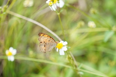 Junonia almana