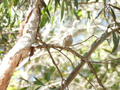 Pachycephala rufiventris