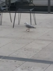 Chroicocephalus novaehollandiae