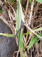 Austroargiolestes icteromelas