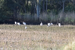 Threskiornis molucca