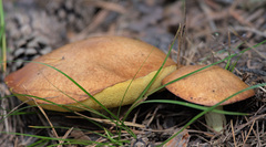 Suillus