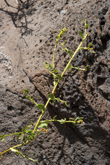 Patellifolia procumbens
