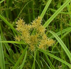 Cyperus esculentus