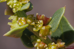 Patellifolia procumbens