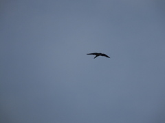 Falco