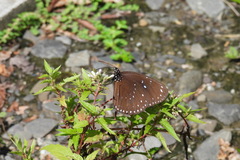 Euploea sylvester swinhoei