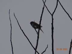 Carpodacus erythrinus