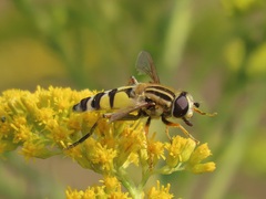 Helophilus trivittatus
