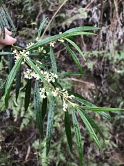 Logania albiflora