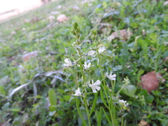 Linaria chalepensis