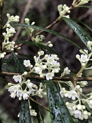 Logania albiflora