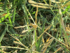 Rhodometra sacraria